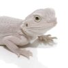 Hypo Zero Bearded Dragon