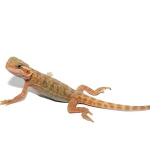 Translucent Bearded Dragon