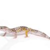 West Indian Leopard Gecko