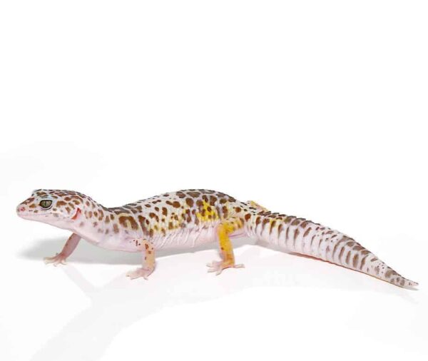 West Indian Leopard Gecko