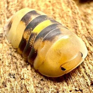 Firefly Isopods