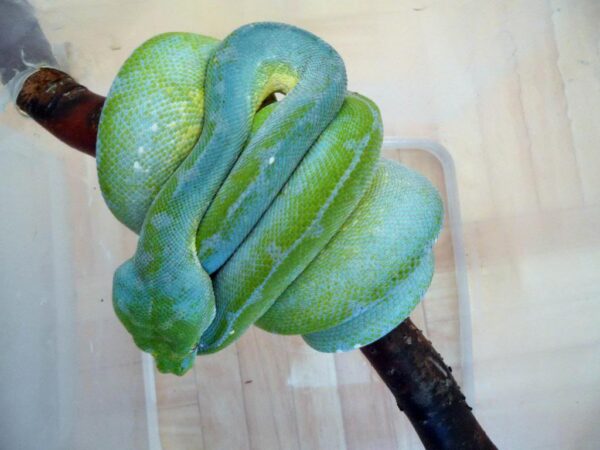 Jayapura Green Tree Python