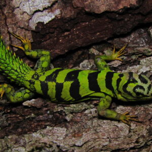 Green Thorny tail Iguana