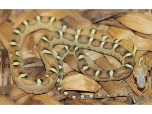 Baby Scaleless Het Caramel Cornsnake