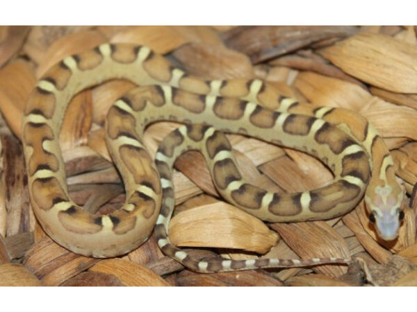 Baby Scaleless Het Caramel Cornsnake