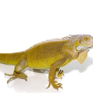 Hypo Green Iguana