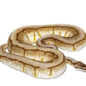 Lesser Spider AHI Ball Python