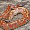 Bangka Blood Python