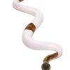 Scaleless Head Pied Ball Python