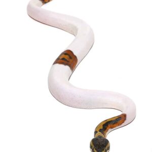 Scaleless Head Pied Ball Python