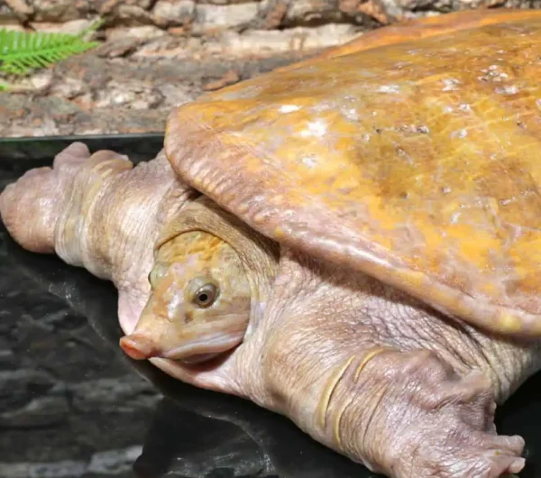 Hypo Asiatic Softshell Turtle