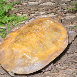 Hypo Asiatic Softshell Turtle