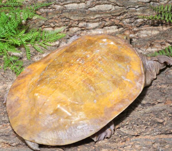 Hypo Asiatic Softshell Turtle