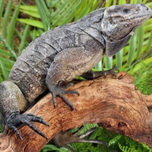 Juvenile Rhino Iguana