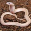 Leucistic Indonesian Spitting Cobra