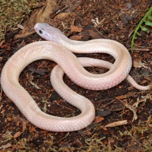 Leucistic Indonesian Spitting Cobra