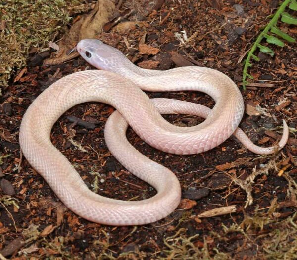 Leucistic Indonesian Spitting Cobra