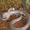 Male Pied Indonesian Spitting Cobra