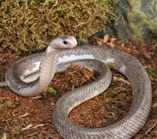 Male Pied Indonesian Spitting Cobra