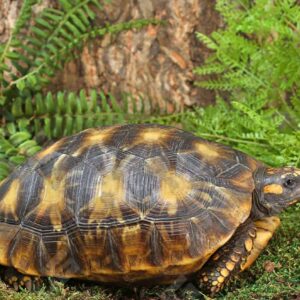 Starburst Amazon Basin Yellowfoot Tortoise