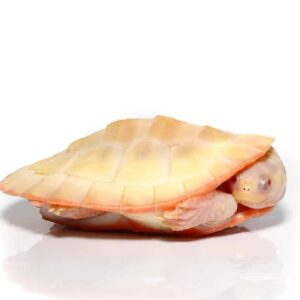 Albino Pinkbelly Side-neck Turtle