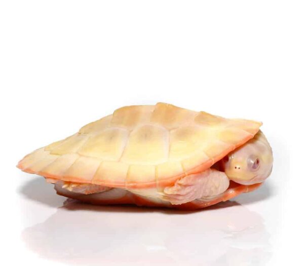 Albino Pinkbelly Side-neck Turtle