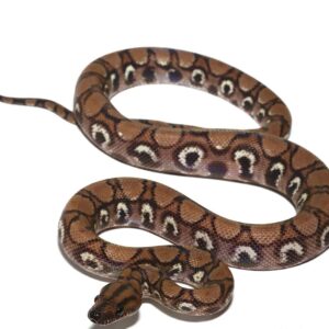 Brazilian Rainbow Boa