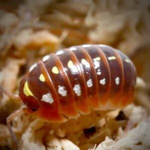 Armadillidium Klugii Montenegro Isopods