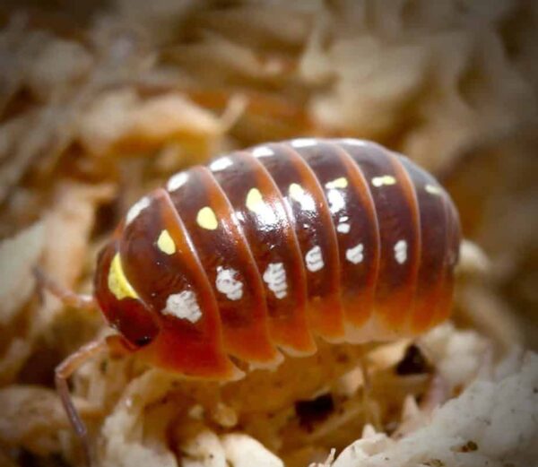 Armadillidium Klugii Montenegro Isopods