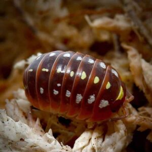 Armadillidium Klugii Montenegro Isopods