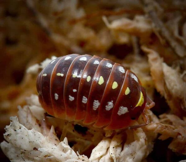 Armadillidium Klugii Montenegro Isopods