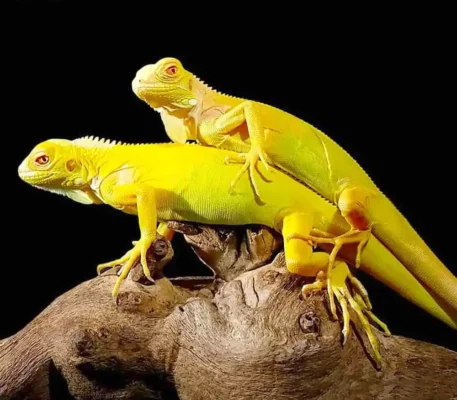 Albino Iguana