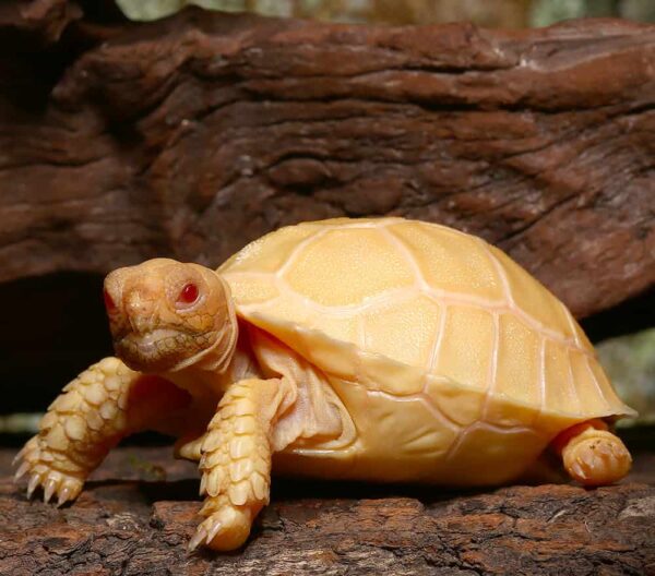 Baby Albino Sulcata Tortoise