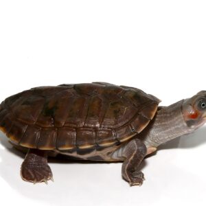 Indian Brown Roofed Turtle