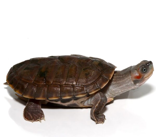 Indian Brown Roofed Turtle