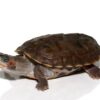 Indian Brown Roofed Turtle