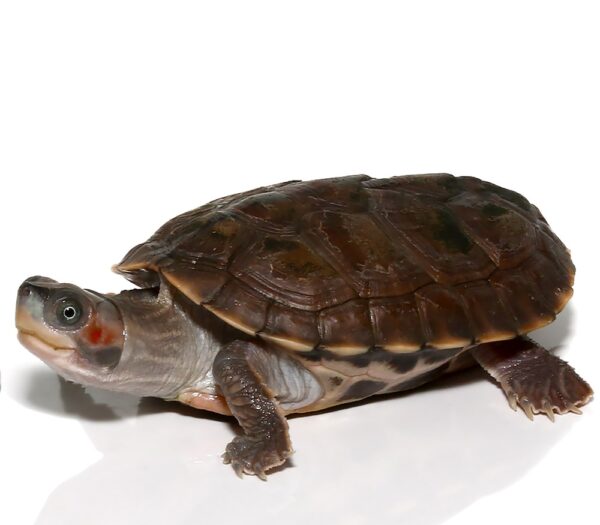 Indian Brown Roofed Turtle