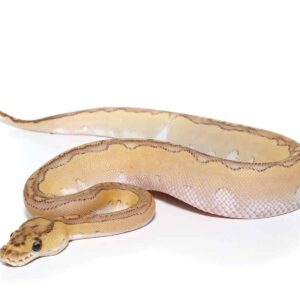 Pastel Lesser Blade Clown Ball Python