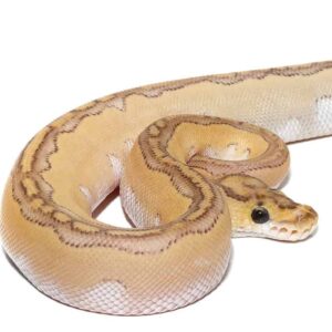 Pastel Lesser Blade Clown Ball Python