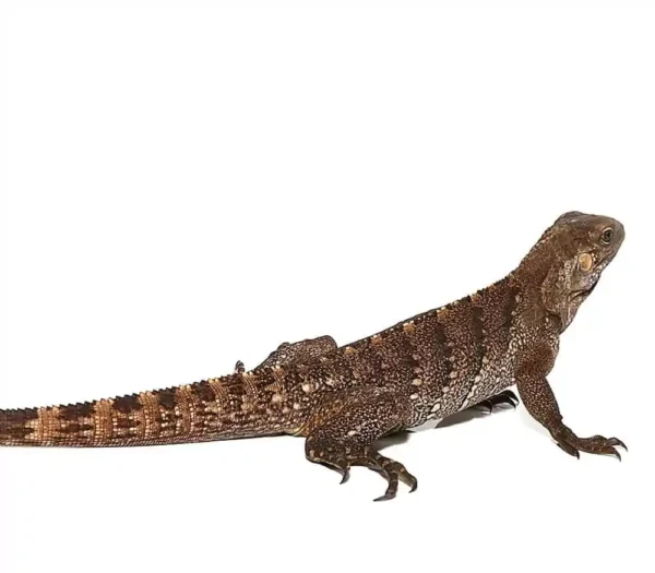 Cayman Brac Iguana