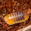 Jupiter Isopods