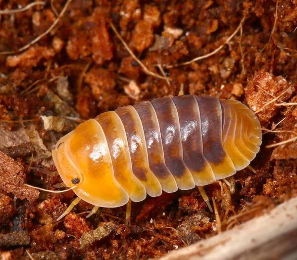 Jupiter Isopods