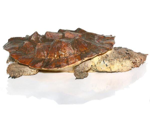 Giant Mata Mata Turtle