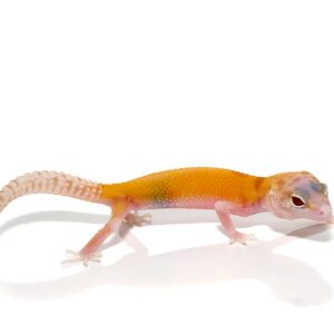 Tangerine RADAR Leopard Gecko