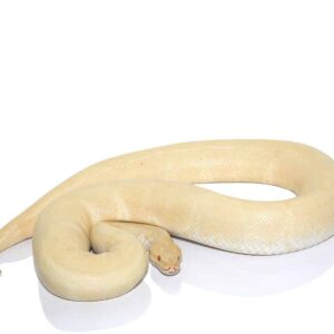 Albino Ball Python