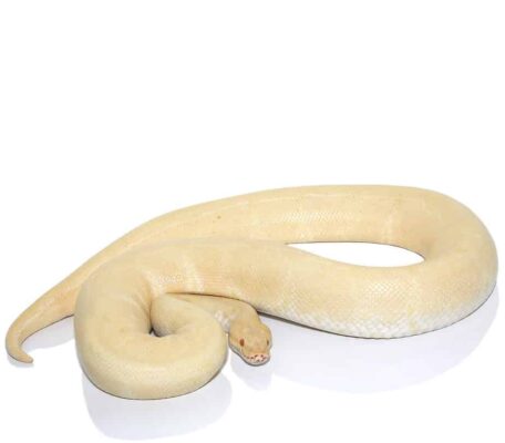 Albino Ball Python