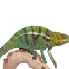 Ambanja Panther Chameleon