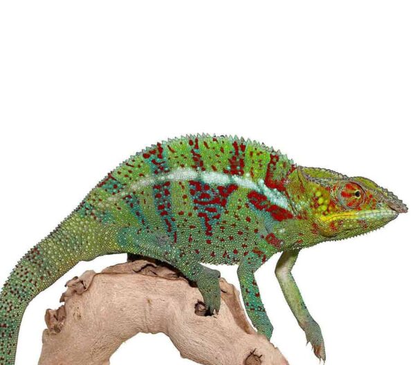 Ambanja Panther Chameleon