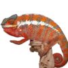 Tamatave Panther Chameleon