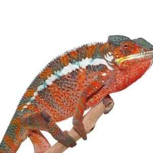 Tamatave Panther Chameleon